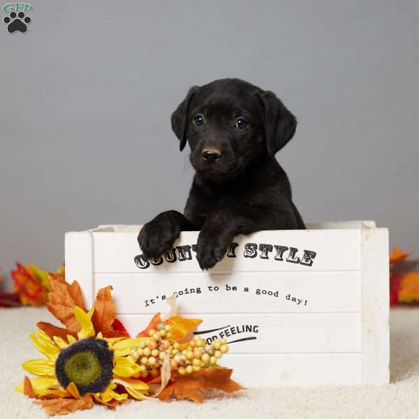 Ana, Black Labrador Retriever Puppy